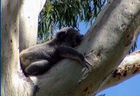 Dunbogan Caravan Park - Yarra Valley Accommodation 2