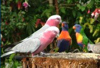 Dunbogan Caravan Park - Yarra Valley Accommodation 4