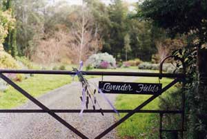 Adelaide Hills Country Cottages - Lavender Fields - Yarra Valley Accommodation 3