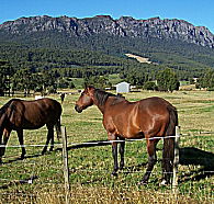 Hurlfield Farm Cottage - Yarra Valley Accommodation
