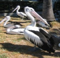 Christmas Cove Caravan Park - Yarra Valley Accommodation