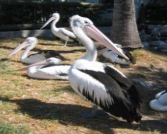 Christmas Cove Caravan Park - Yarra Valley Accommodation 0