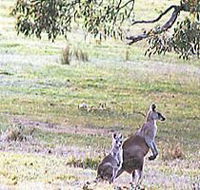 Kangaroo Ridge Retreat - Yarra Valley Accommodation