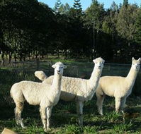 Blackwattle Farm BampB and Farm Stay - Yarra Valley Accommodation