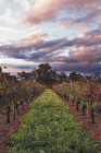 Lamonts Winery Restaurant  Gallery - Yarra Valley Accommodation