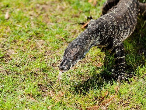 The Basin Campground - Yarra Valley Accommodation 3