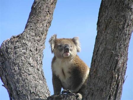 Resthaven Caravan Park - Yarra Valley Accommodation 0