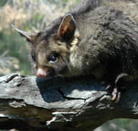 Moonlit Sanctuary Wildlife Conservation Park - Yarra Valley Accommodation