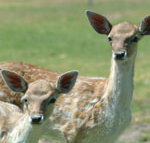 Marapana Wildlife Park - Yarra Valley Accommodation