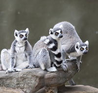 Adelaide Zoo - Yarra Valley Accommodation
