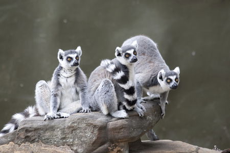 Adelaide Zoo - Yarra Valley Accommodation 0