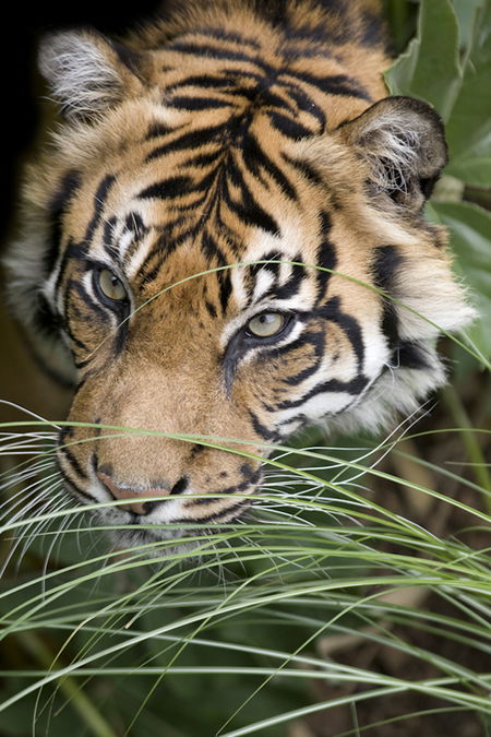 Adelaide Zoo - Yarra Valley Accommodation 1