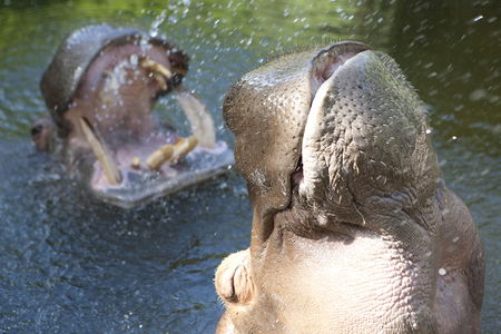 Adelaide Zoo - Yarra Valley Accommodation 2
