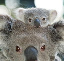Billabong Koala and Wildlife Park - Yarra Valley Accommodation