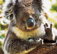 Gorge Wildlife Park - Yarra Valley Accommodation