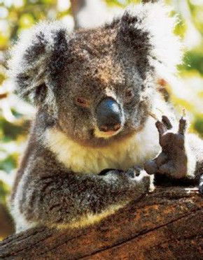 Gorge Wildlife Park - Yarra Valley Accommodation 0