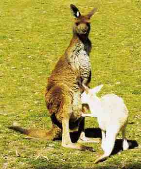 Gorge Wildlife Park - Yarra Valley Accommodation 1