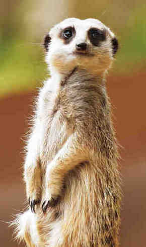 Gorge Wildlife Park - Yarra Valley Accommodation 2