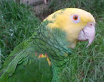 Gorge Wildlife Park - Yarra Valley Accommodation 3