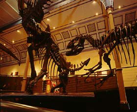 Australian Museum - Yarra Valley Accommodation 1