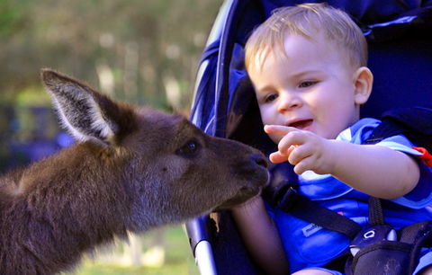 Australian Reptile Park - Yarra Valley Accommodation 6