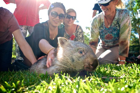 Australian Reptile Park - Yarra Valley Accommodation 10