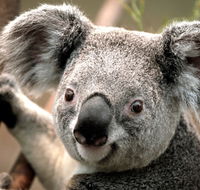 Potoroo Palace - Yarra Valley Accommodation