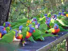 Gorge Wildlife Park - Yarra Valley Accommodation 4