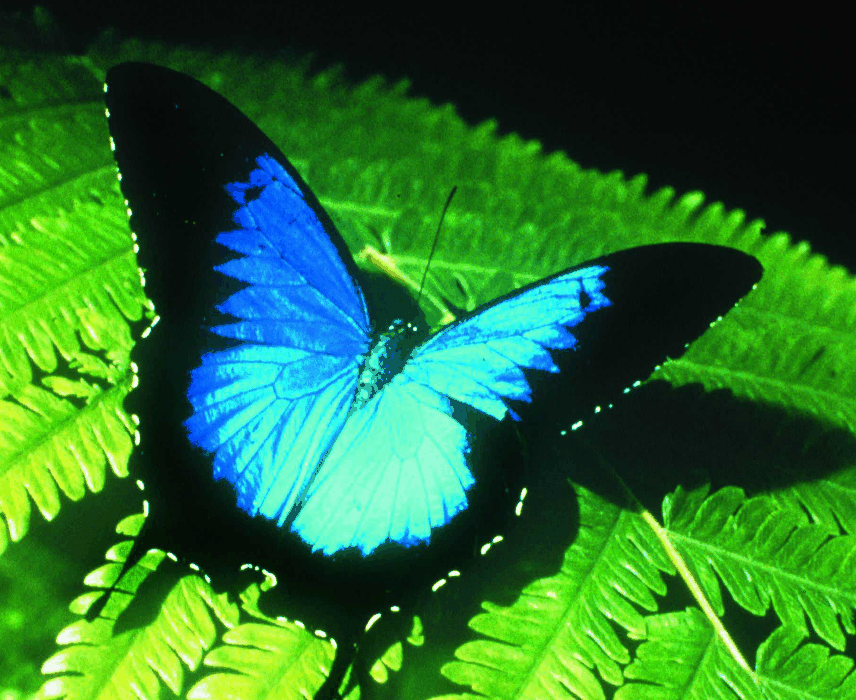 Australian Butterfly Sanctuary - Yarra Valley Accommodation 0