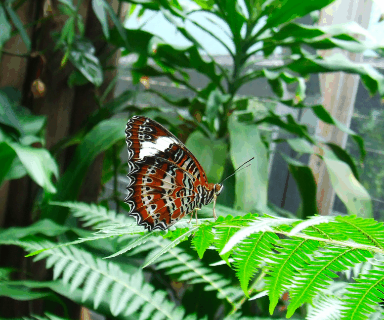Australian Butterfly Sanctuary - Yarra Valley Accommodation 1