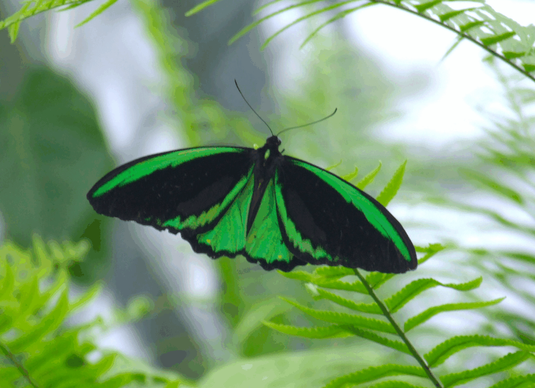 Australian Butterfly Sanctuary - Yarra Valley Accommodation 2