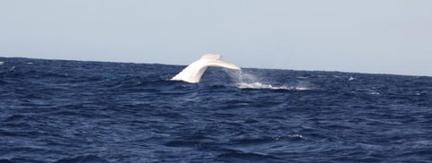Australian Whale Watching - Yarra Valley Accommodation 0