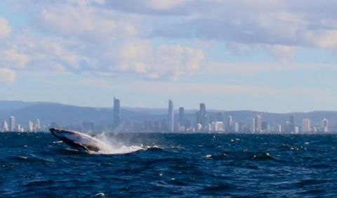 Australian Whale Watching - Yarra Valley Accommodation 1