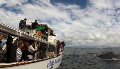 Australian Whale Watching - Yarra Valley Accommodation 2