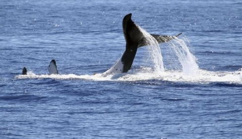 Australian Whale Watching - Yarra Valley Accommodation 3