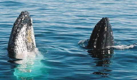 Australian Whale Watching - Yarra Valley Accommodation 4