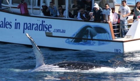 Australian Whale Watching - Yarra Valley Accommodation 5