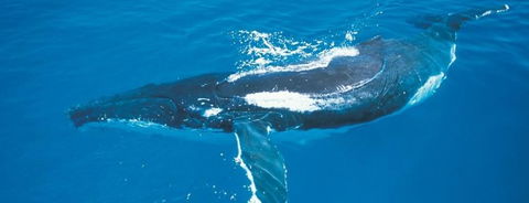 Australian Whale Watching - Yarra Valley Accommodation 6