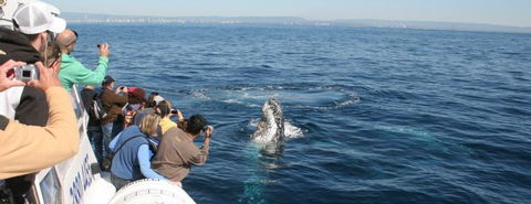 Australian Whale Watching - Yarra Valley Accommodation 7
