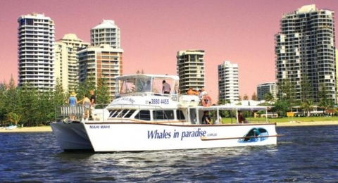 Australian Whale Watching - Yarra Valley Accommodation 8