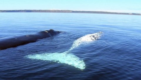 Australian Whale Watching - Yarra Valley Accommodation 9