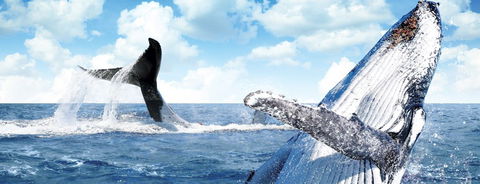 Australian Whale Watching - Yarra Valley Accommodation 11