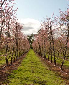 Raeburn Orchards - Yarra Valley Accommodation 0