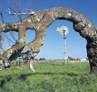Greenough Leaning Trees - Yarra Valley Accommodation