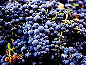 Laurel Bank Vineyard - Yarra Valley Accommodation 0