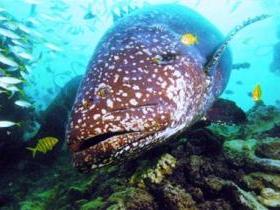 Lady Musgrave Island Dive Sites - Yarra Valley Accommodation 0