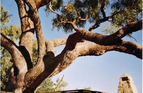 Burke And Wills Dig Tree - Yarra Valley Accommodation 1