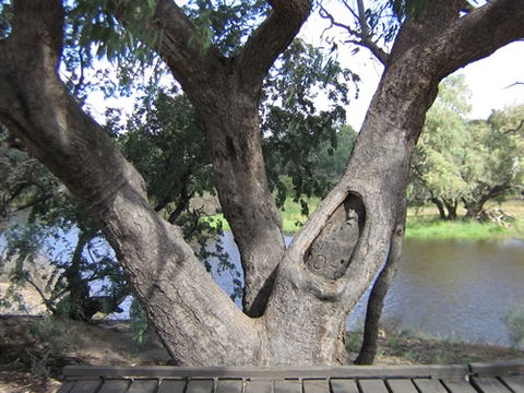 Burke And Wills Dig Tree - Yarra Valley Accommodation 2
