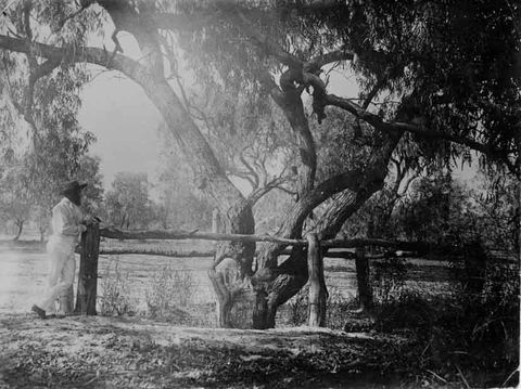 Burke And Wills Dig Tree - Yarra Valley Accommodation 4