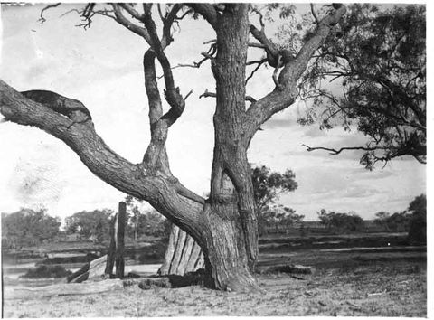 Burke And Wills Dig Tree - Yarra Valley Accommodation 5
